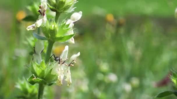 Bumblebee Bombus Terrestris Hymenoptera Λιβάδι Χωράφι Χωρίς Ανθρώπους Carduus Cardus — Αρχείο Βίντεο