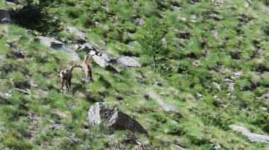Chamois koşuyor, Rupicapra rupicapra, güveç, yiyecek, yiyecek arayışı, bahar, Gran Paradiso ulusal parkı, Valle d 'Aosta, İtalya, yaz