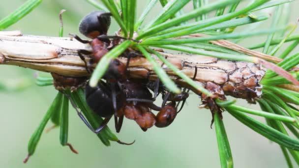 Hangyák Faanyag Vörös Hangya Hangyaboly Hymenoptera Gran Paradiso Nemzeti Park — Stock videók