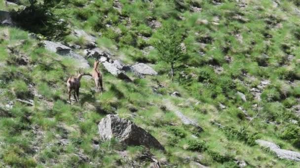 chamois is running, Rupicapra rupicapra, chamois, nourriture, recherche de nourriture, PRINTEMPS, Parc National du Grand Paradis, Vallée d'Aoste, Italie, été 