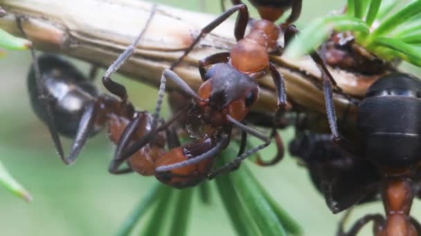 Trofallah Formica Rufa Национальном Парке Gran Paradiso — стоковое видео