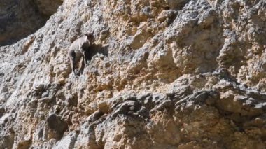 Genç Ibex (Capra ibex) Gran Paradiso Milli Parkı dikey kaya üzerinde, bu mineral tuz yalama's