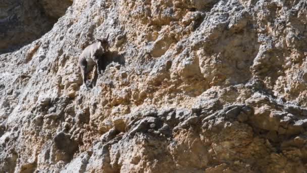 Mladý Ibex Capra Ibex Vertikální Skále Národním Parku Gran Paradiso — Stock video