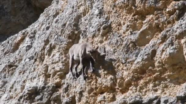 Young Ibex Capra Ibex Vertical Rock Gran Paradiso National Park — Stock Video