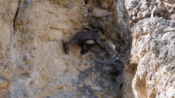 Ibex Capra Ibex Dişi Gran Paradiso Milli Parkı Nda Tuz — Stok video