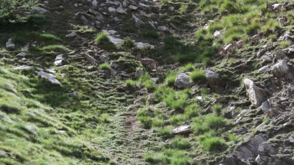 Females Young Ibex Move Pass Slowly Small Valley Italian Alps — Stock Video