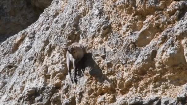 Gran Paradiso Milli Parkı Nda Dikey Kaya Üzerinde Genç Ibex — Stok video