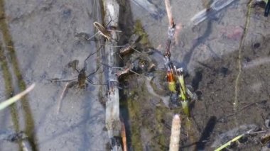 Temiz suda böcekler ve kurbağa yavruları 