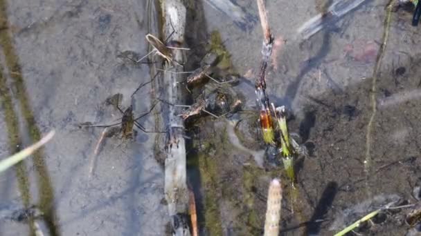 Bugs Tadpoles Clear Water — Stock Video