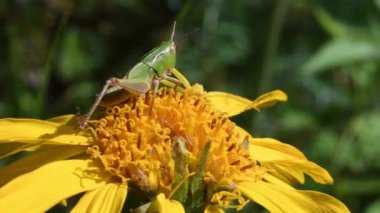 yengeç örümcek saldırı çekirge, Thomisus, Arnica montana, saldırı pozisyonu, sarı, baş,