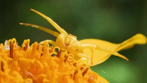 螃蟹蜘蛛 托米苏斯在阿尼卡蒙大拿 攻击位置 攻击位置 高山草地 — 图库视频影像
