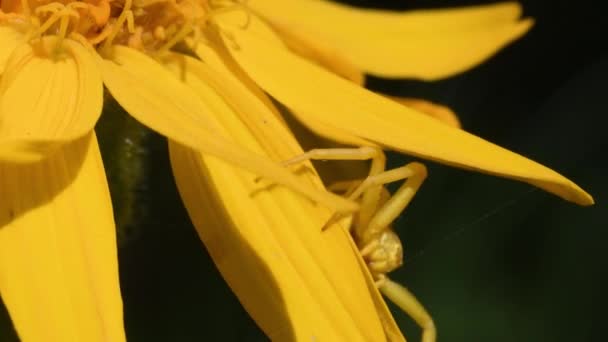 カニクモ アルニカモンタナのトミサス 攻撃位置 黄色のクモ トミサス アルニカモンタナ 攻撃位置 マクロ クローズアップ 高山草原 — ストック動画