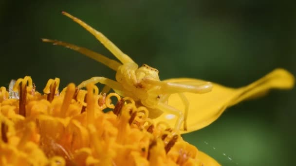 Krabbenspinne Thomisus Auf Arnica Montana Angriffsposition Gelbe Spinne Thomisus Auf — Stockvideo