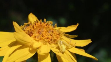 yengeç örümceği, örümcek, Arnica montana'da Thomisus, saldırı pozisyonu, yakın çekim,