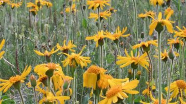 Arnica montana, kurt bane, leopar bane, dağ tütünü, dağ arnica,