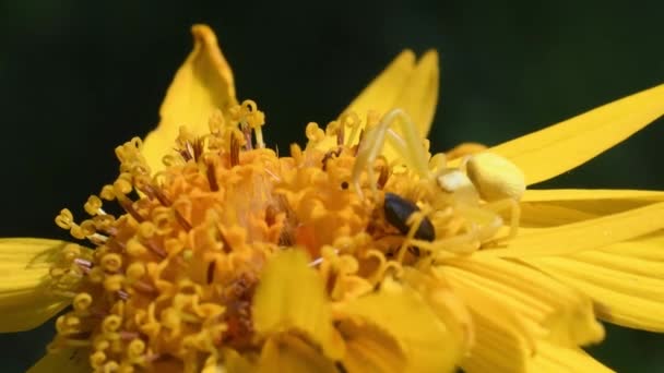 Gelbe Spinne Thomisus Auf Arnica Montana Angriff Auf Koleoptera Gelb — Stockvideo