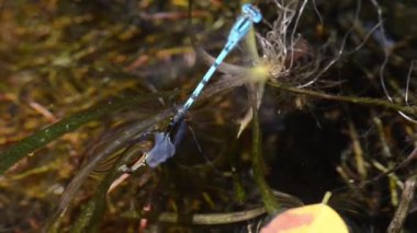 damselflys yumurtlama, kadın sualtı