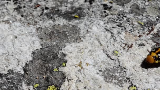 Гусениця Спіхінджані Ходьба Національний Парк Гран Paradiso Італія — стокове відео