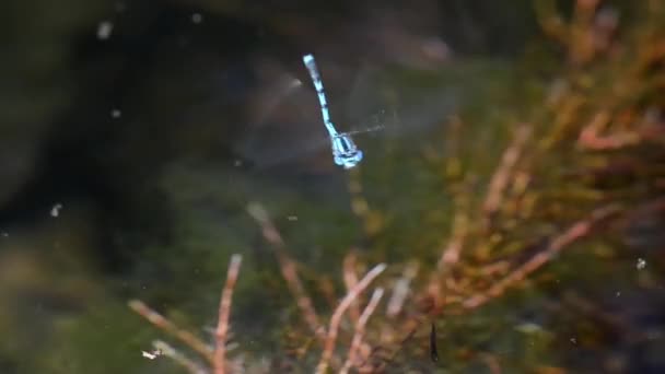 Přelet Dama Coenagrion Puella Damselfly Odonata Zigoptera Řeka Ticino Samec — Stock video