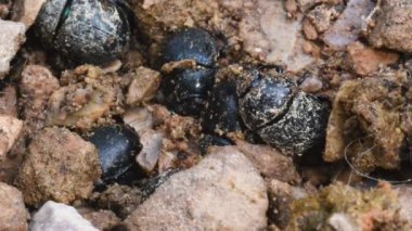 Gübre böceği, Geotrupidae, böcekler, Coleoptera, toprak sıkıcı gübre böcekleri, Geotrupidae, böcekler, Coleoptera, toprak sıkıcı bok böcekleri, zararlı gübre böcekleri, eş profaf böcekler. Albavilla, İtalya