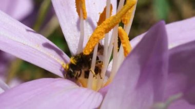 Crocus Autumnalis adında bir karınca yalnız arıyı kovalıyor.,