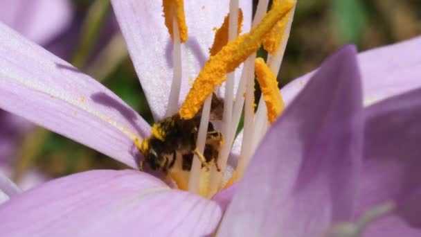 Einsame Biene Wird Von Einer Ameise Auf Krokus Crocus Autumn — Stockvideo