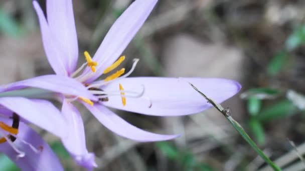 Abelha Solitária Croco Crocus Autumnalis Crocus Crocus Autumnalis Crocus Serotinus — Vídeo de Stock