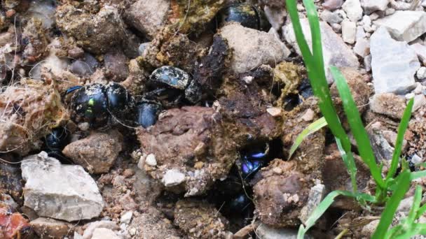Chrząszcze Gnojowe Geotrupidae Chrząszcze Coleoptera Ziemne Nudne Chrząszcze Gnojowe Geotrupidae — Wideo stockowe
