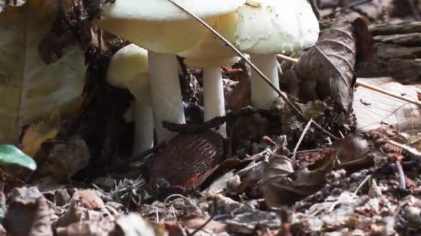 Lesma Perto Fungos Lesma Família Arionidae Gasteropoda Pulmonata Subcrescimento Erba — Vídeo de Stock