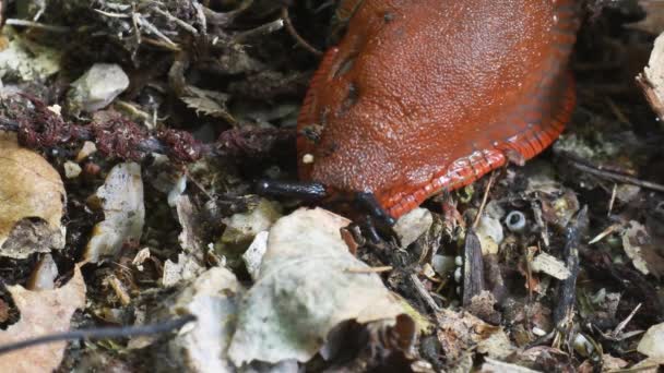 Lumaca Famiglia Arionidae Gasteropoda Pulmonata Sottobosco Erba Lecco Italia Occhi — Video Stock