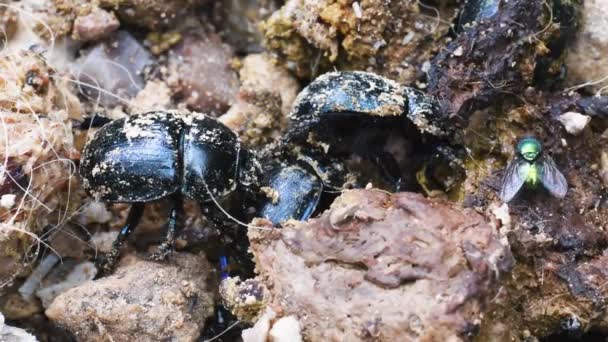 Dung Beetle Geotrupidae Beetles Coleoptera Earth Boring Dung Beetles Geotrupidae — Stock Video