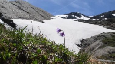 Snowbell, Soldanella Alpina, Primulaceae, Flower, Alps, Mountain, Pink, Gran Paradiso Ulusal Parkı, Cogne, Valnontey, Valle d 'Aosta, İtalya, insan yok, ilkbahar, kar