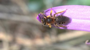 Crocus, Crocus autumnalis, crocus autumnalis, Crocus serotinus, Crocus odorus, Crocus vernus, Crocus longiflorus, Italy, no human, alone bee