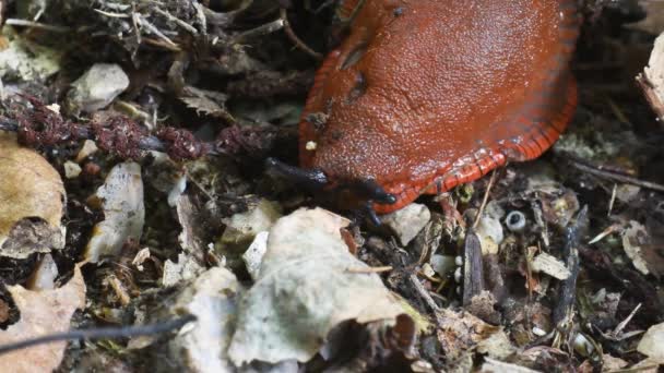 Snigel Nära Svampar Snigel Familj Arionidae Gasteropoda Pulmonata Undervegetation Erba — Stockvideo