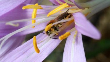 Crocus, Crocus autumnalis, crocus autumnalis, Crocus serotinus, Crocus odorus, Crocus vernus, Crocus longiflorus, Gran Paradiso Ulusal Parkı, Cogne, Valnontey, Valle d 'Aosta, İtalya, yalnız arı.