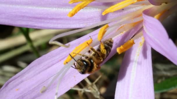 Solitary Bee Crocus Crocus Autumnalis Crocus Autumnalis Crocus Serotinus Crocus — стоковое видео
