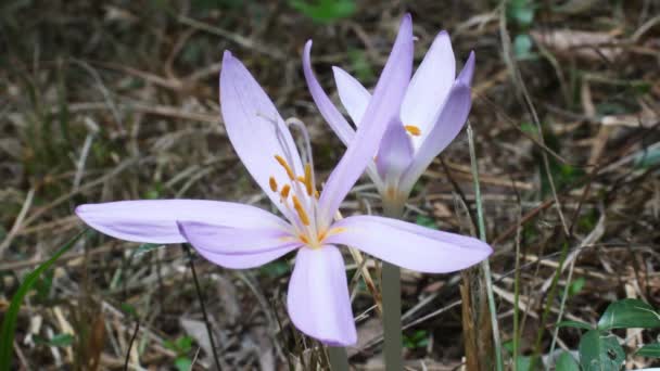 Crocus Família Iridaceae Pistilos Flor Estames Crocus Família Iridaceae Crocus — Vídeo de Stock