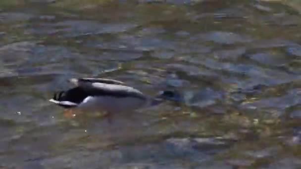 Mallard Eating Undrewater Anas Platyrhynchos Male Bog Swamp River Torrent — стоковое видео