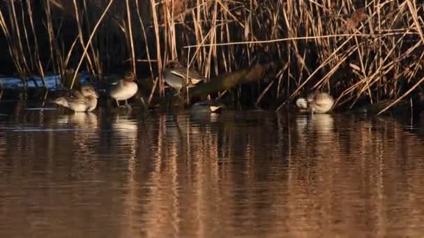 池の端にある涙 アナス クレッカ 日の出 — ストック動画