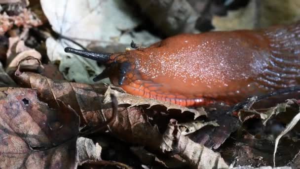 Slug Family Arionidae Gasteropoda Pulmonata Undergrowth Erba Lecco Italy Eyes — Stock Video