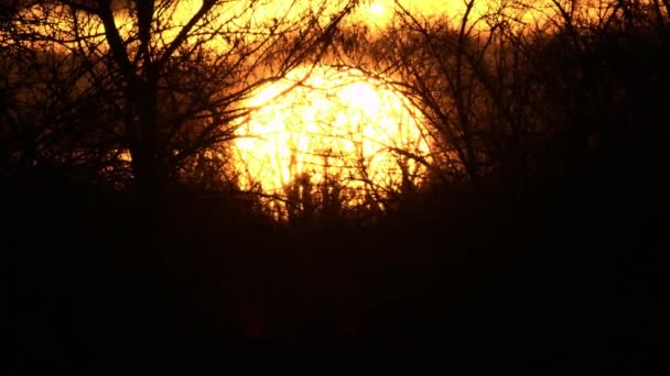 ティチーノ川の木の赤い日の出 — ストック動画