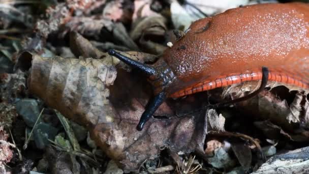 Slug Family Arionidae Gasteropoda Pulmonata Undergrowth Erba Lecco Italy Eyes — стоковое видео