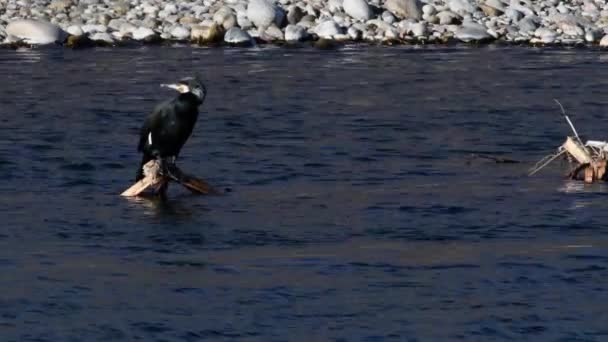 Aalscholver Phalacrocorax Carbo Een Stam Het Midden Van Een Rivier — Stockvideo