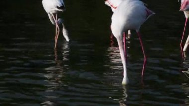 daha büyük flamingo, Phoenicopterus gülü, besleme, kuş, Iucn Kırmızı Listesi, Camargue,