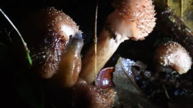 Salyangoz mantar, radula, sümüklü böcek, mantar, gece yağmur, yakın çekim, yakın çekim, Arionidae, Gasteropoda, çalılık, Erba, Lecco, İtalya, 