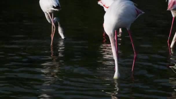 Μεγαλύτερη Φλαμίνγκο Phoenicopterus Roseus Σίτιση Πουλί Κόκκινη Λίστα Iucn Camargue — Αρχείο Βίντεο