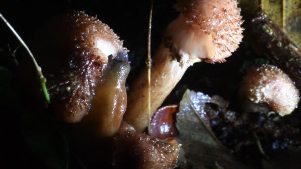 Lumaca Mangiare Funghi Radula Lumaca Fungo Notte Pioggia Primo Piano — Video Stock