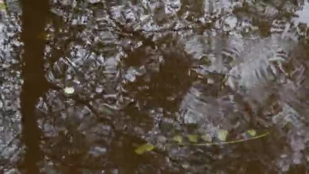 Poça Quando Chove Madeira Floresta Caduca Gotas Gotas Chuva Albavilla — Vídeo de Stock