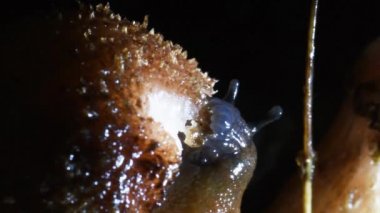 Salyangoz mantar, radula, sümüklü böcek, mantar, gece yağmur, yakın çekim, yakın çekim, Arionidae, Gasteropoda, çalılık, Erba, Lecco, İtalya, 