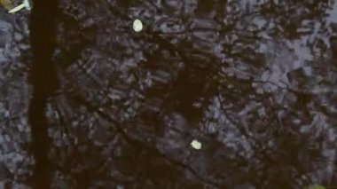 Yağmur yağdığında su birikintisi, ormanda, yaprak döken ormanda, damlalar, yağmur damlaları, Albavilla, Lecco, İtalya